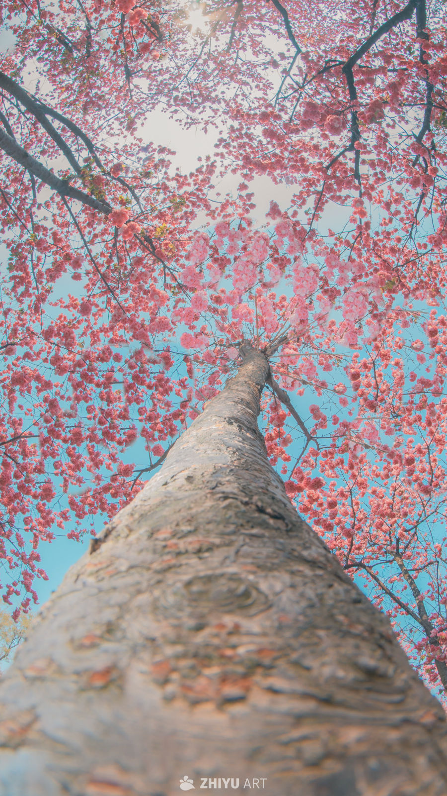 樱花
