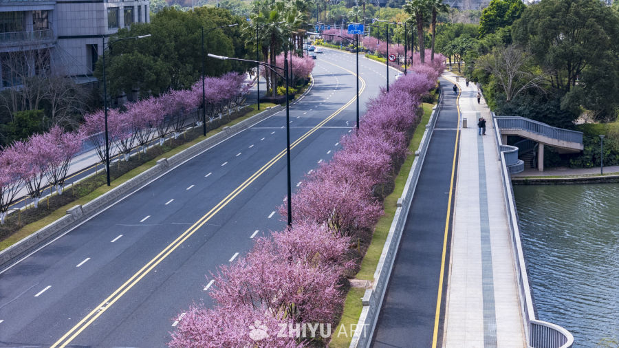 樱花盛开的城市街道