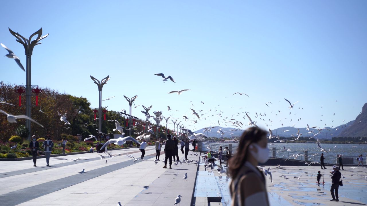 昆明海埂大坝海鸥