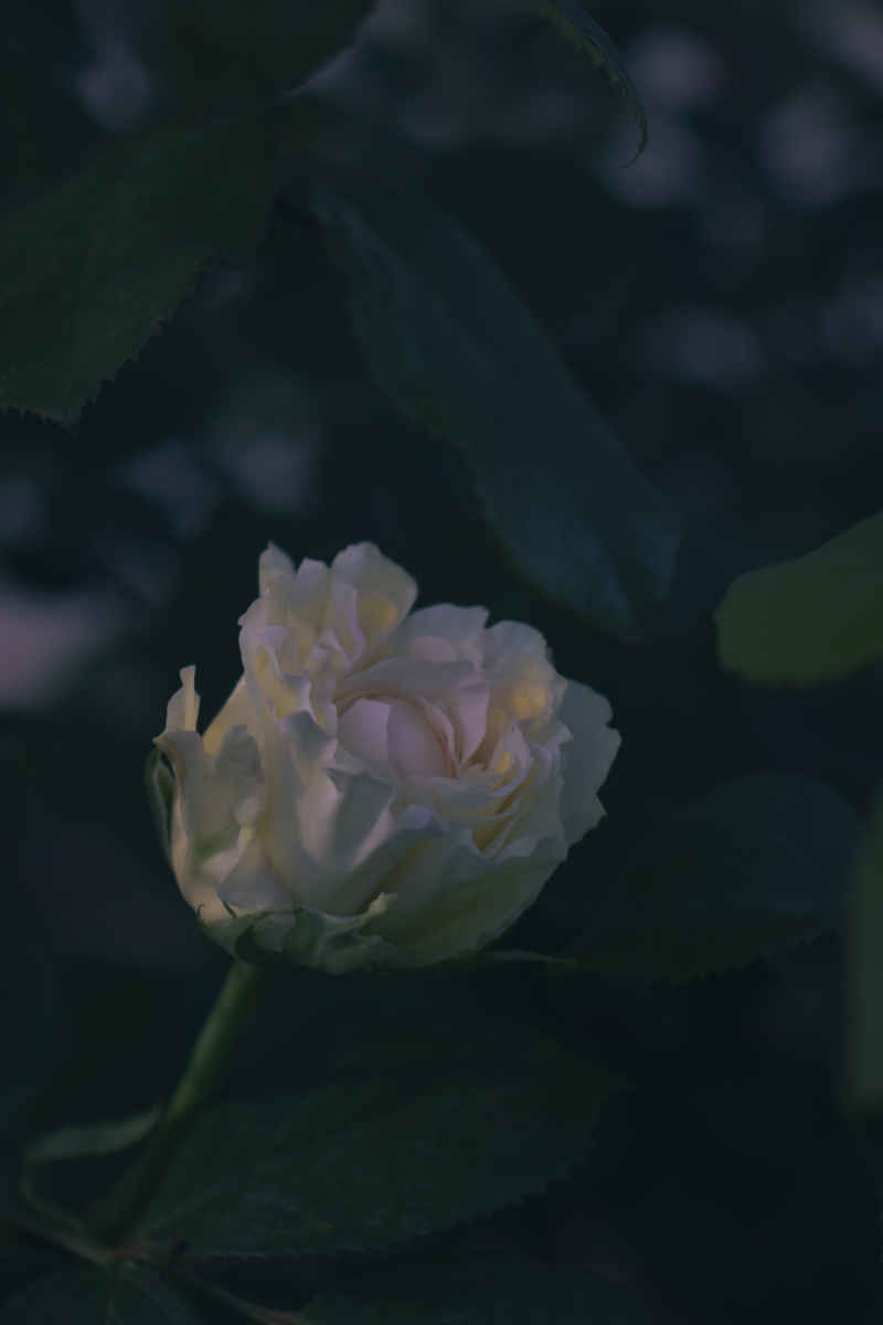 波缘绮色