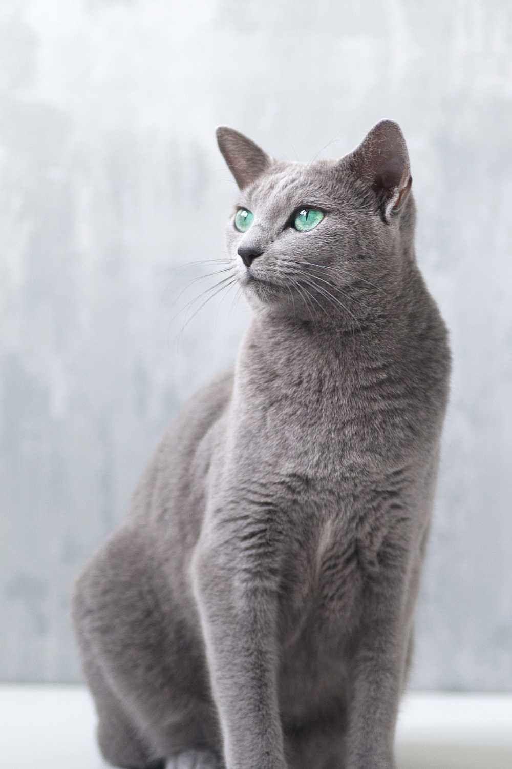 俄罗斯蓝色的猫