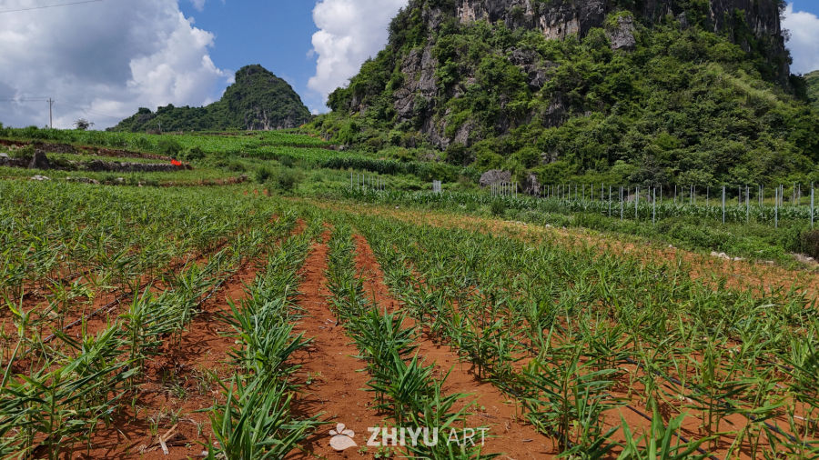 青山绿水间的农田