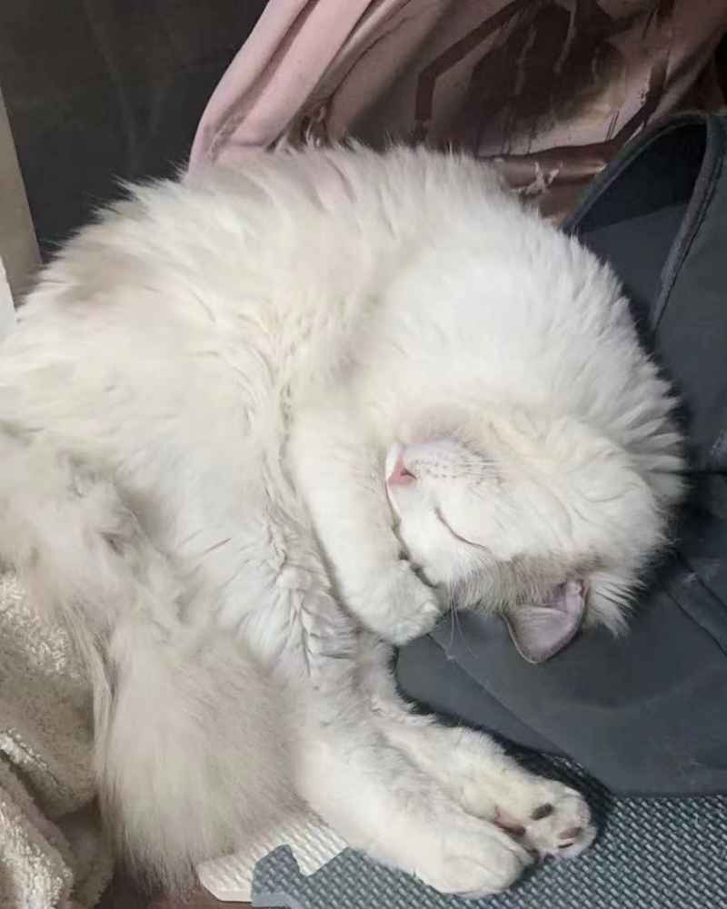 可爱的猫猫，谁能抗拒呢 12