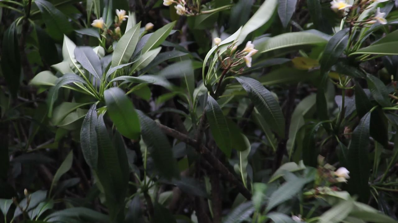 大风中的鸡蛋花树