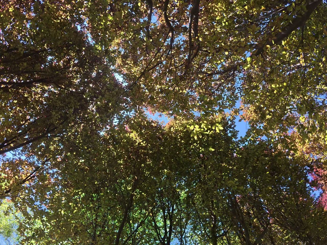 森林中的阳光小径