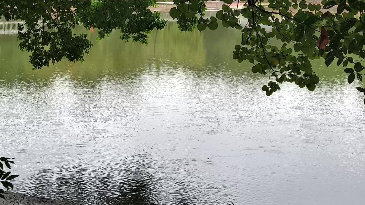 雨天湖边树底下