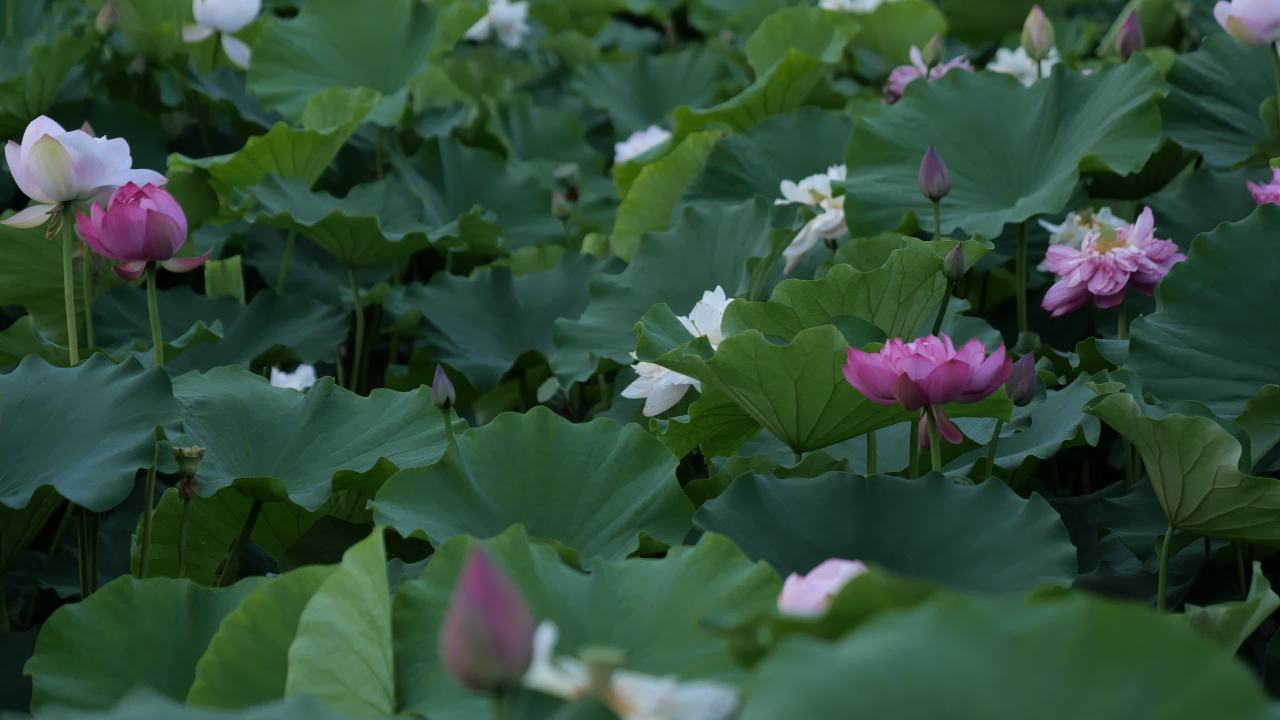 荷花 45