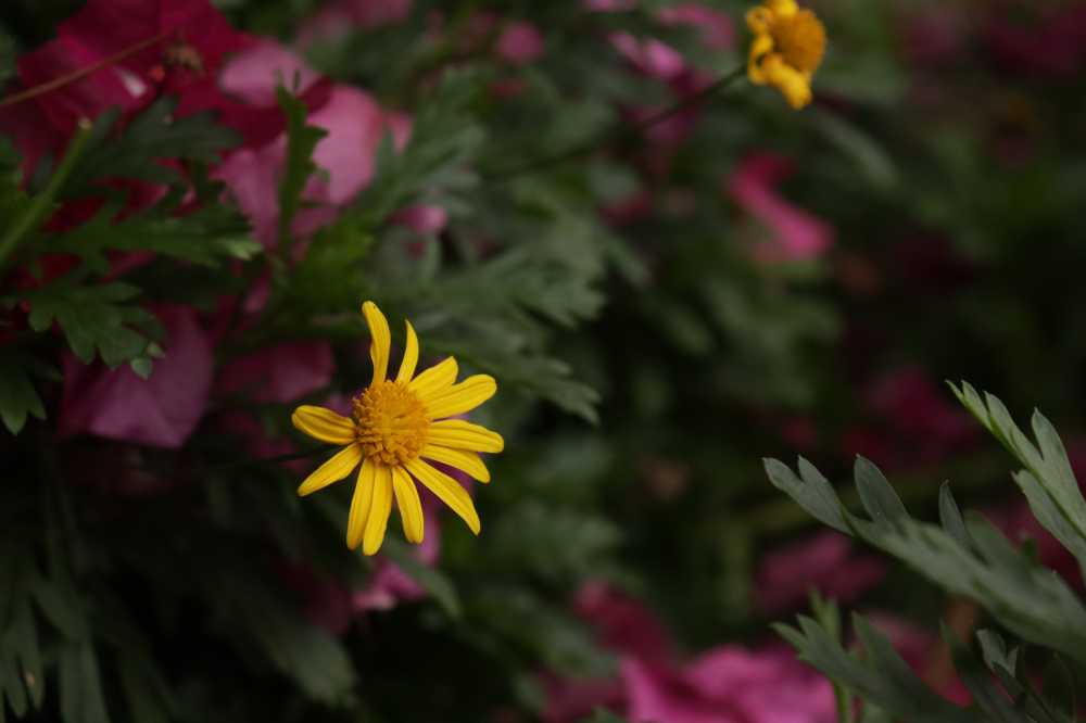 小雏菊
