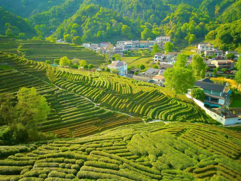 航拍 杭州 龙井 茶园 种植 农业 绿色 