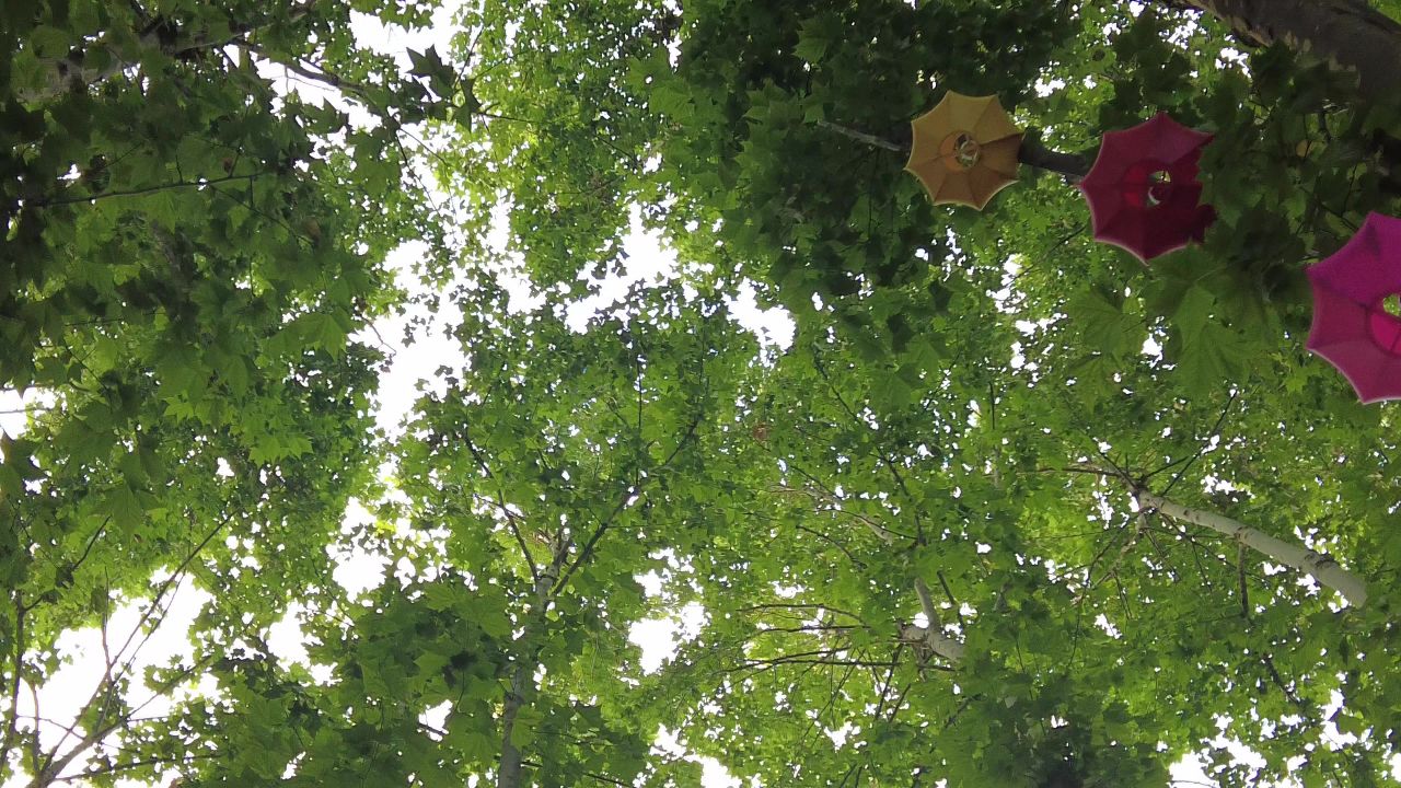 夏日参天大树法国梧桐实拍绿色植物 