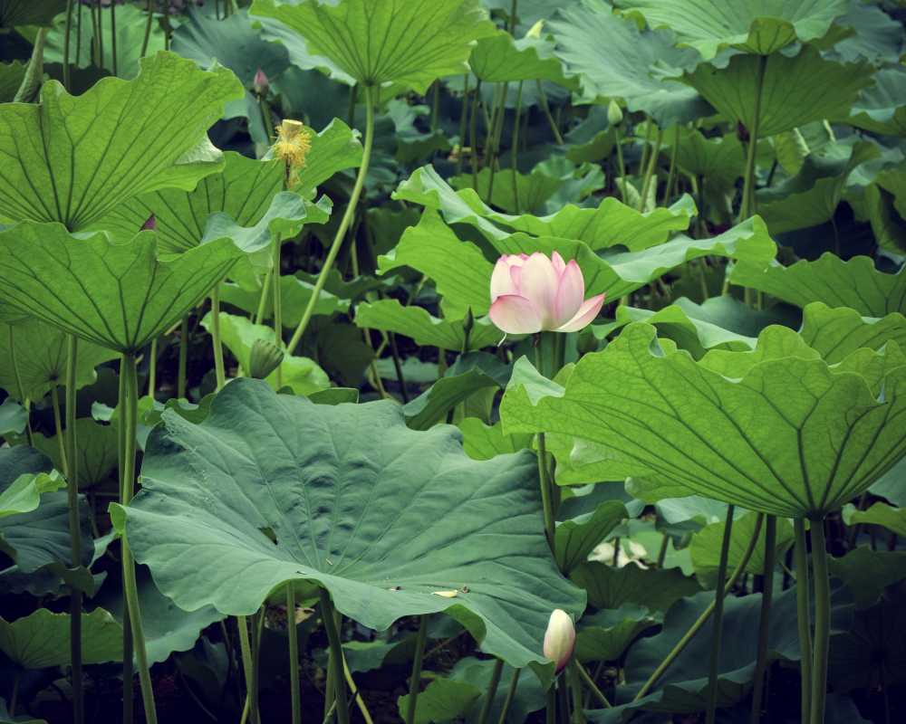 依然夏天