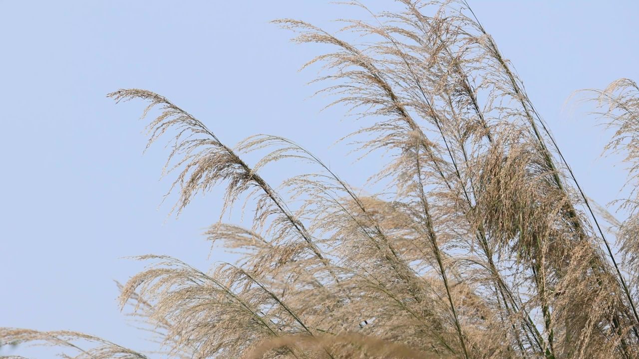 风吹蒲草景观 3