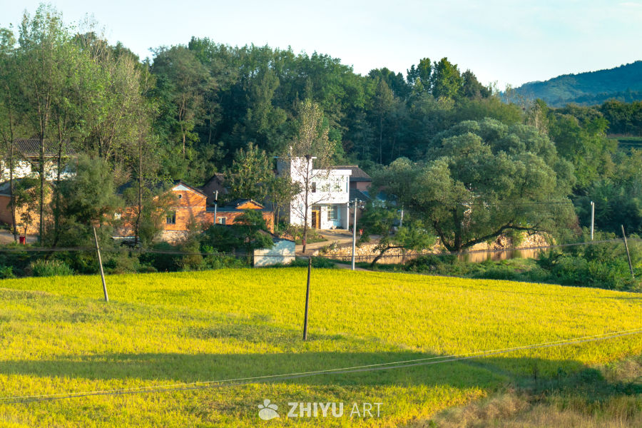 金黄稻田与宁静乡村