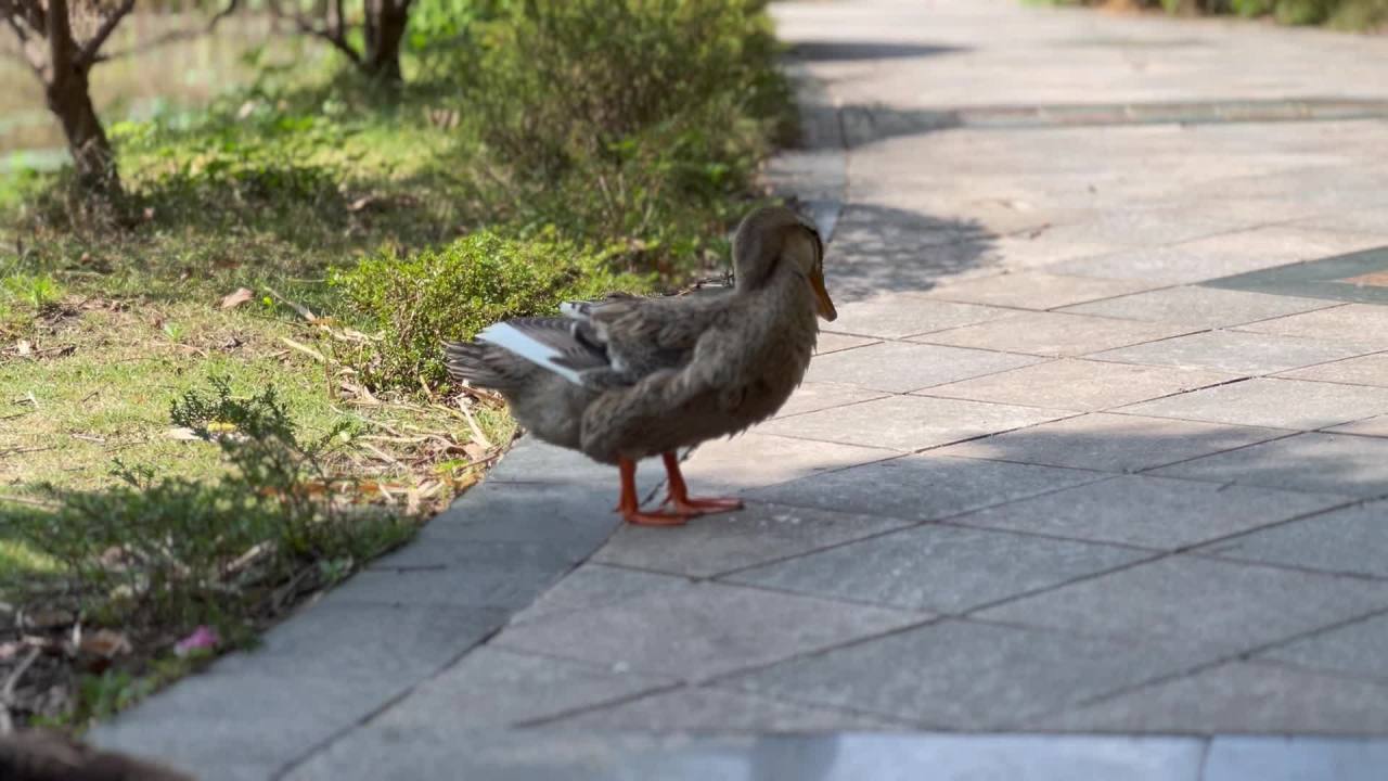鸭子在阳光下的散步