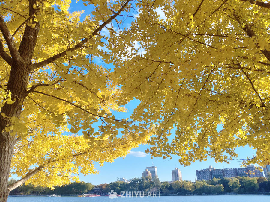 秋日银杏旁湖畔全景