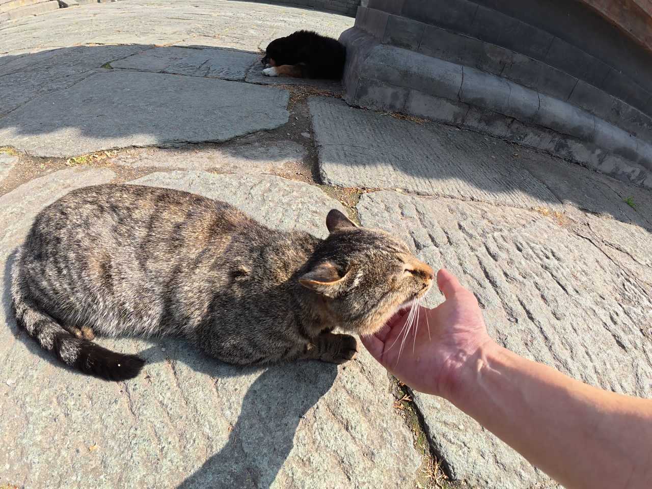 阳光下的猫咪互动