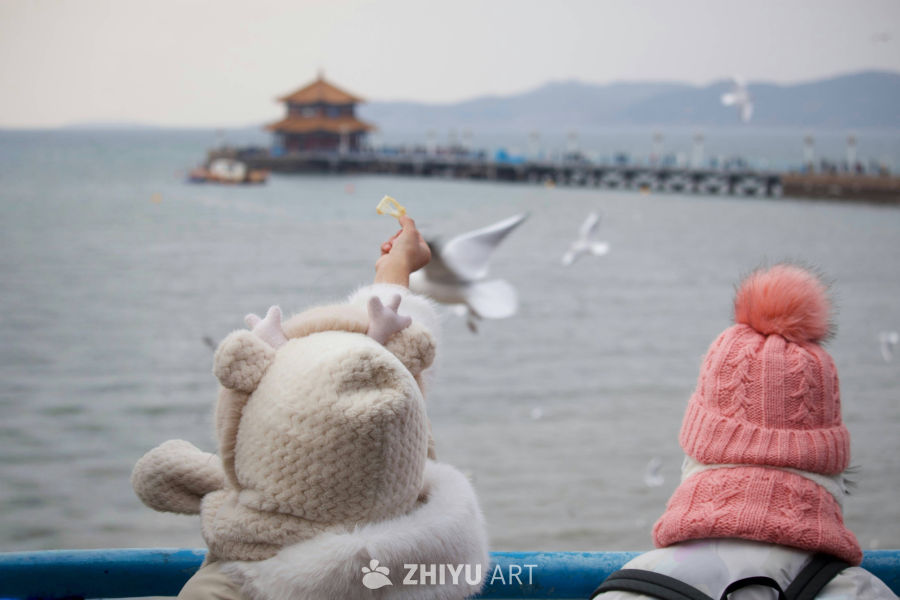 冬日海边喂海鸥
