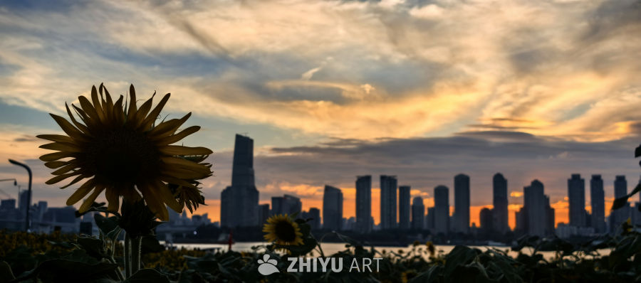 愿我们像向日葵一样，永远阳光明亮✨