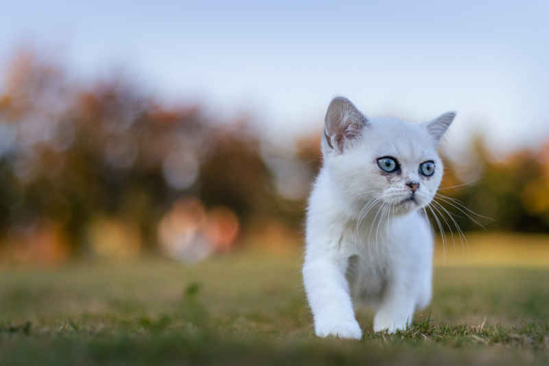 小猫