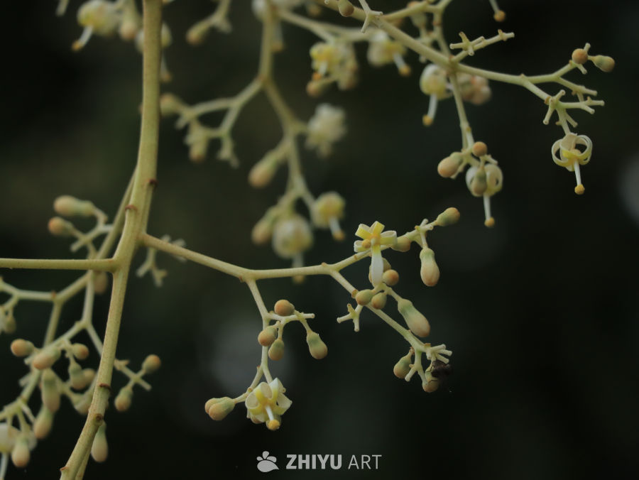 细赏绿意盎然的花蕾