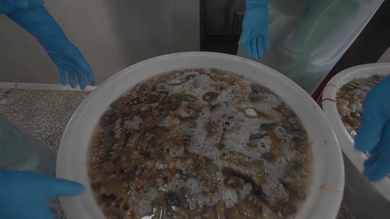 海参加工生产流水线