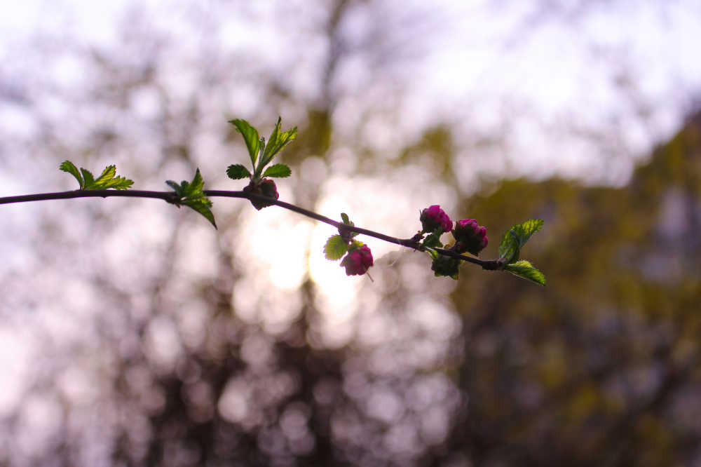鲜花