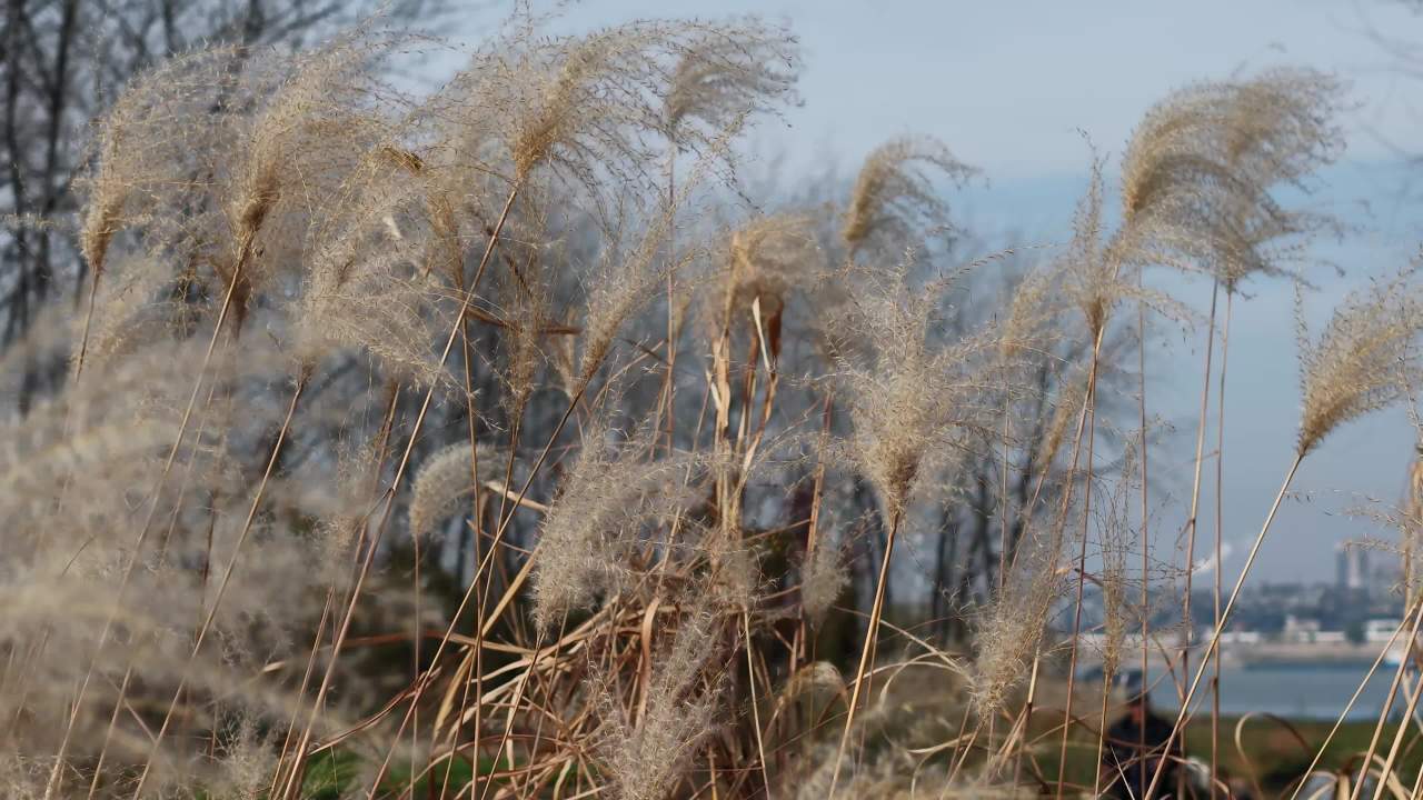 风吹芦苇静谧景