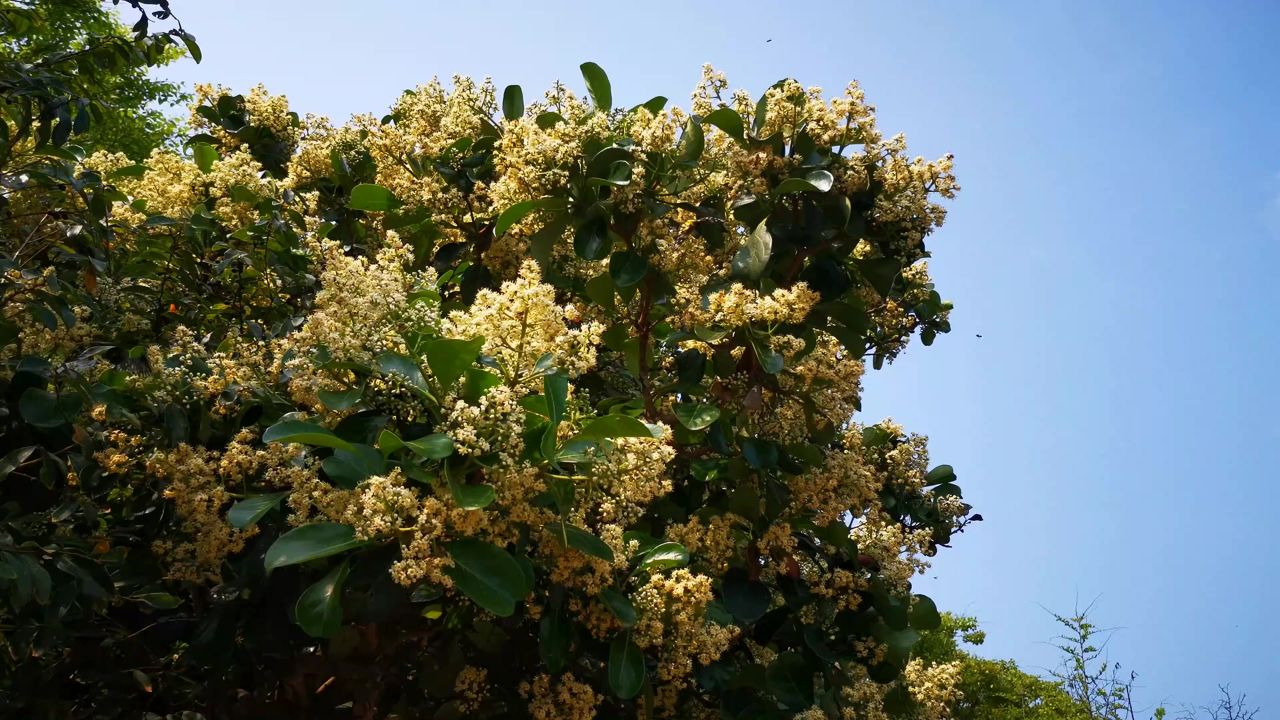 春天鲜花盛开花朵植物风景  