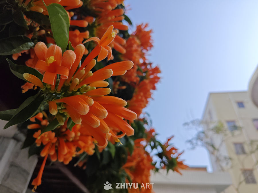 晴天炮仗花 5