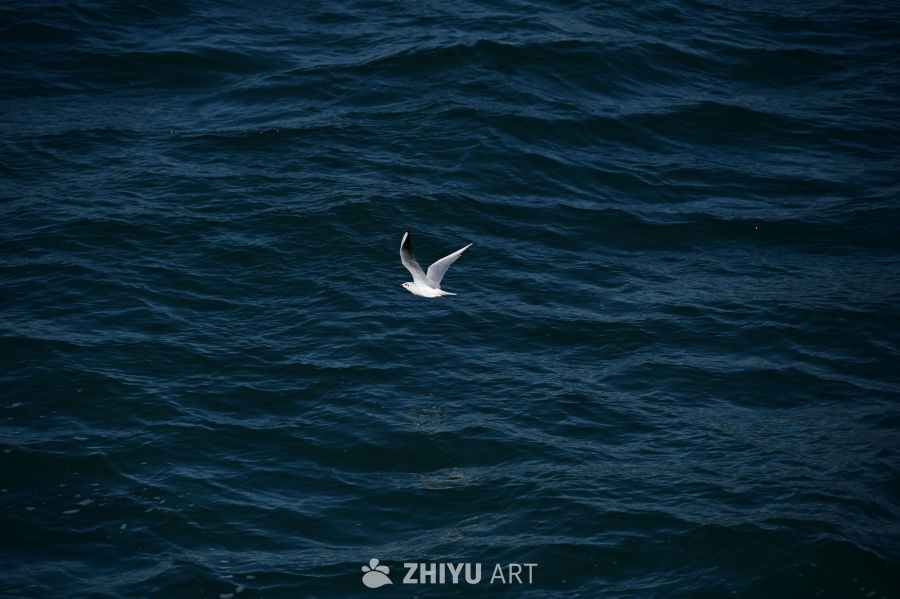 白色海鸥在蔚蓝大海自由飞翔 10