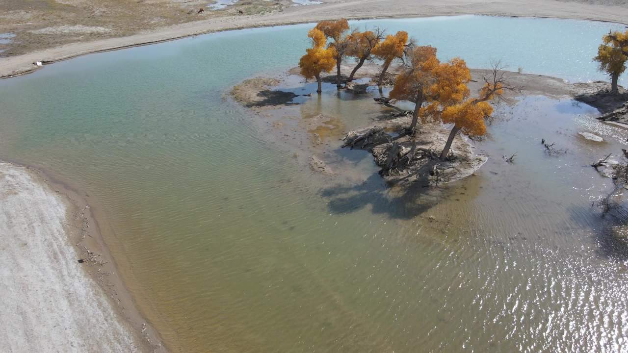 内蒙古额济纳弱水黑城胡杨林景区湖中小岛胡杨树 5