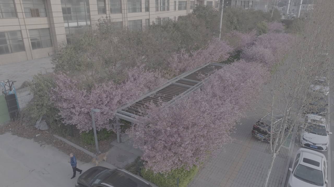 樱花下的宁静时光