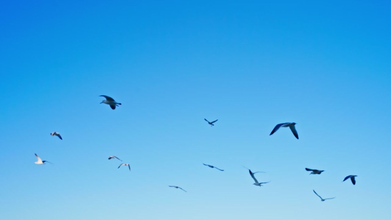 蓝天下的海鸥群飞