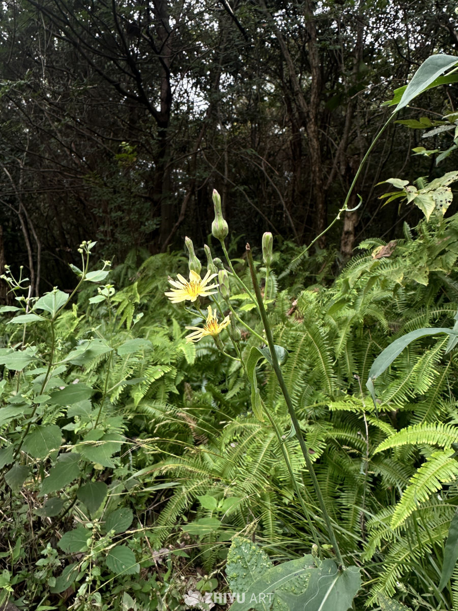 森林中的黄色野花