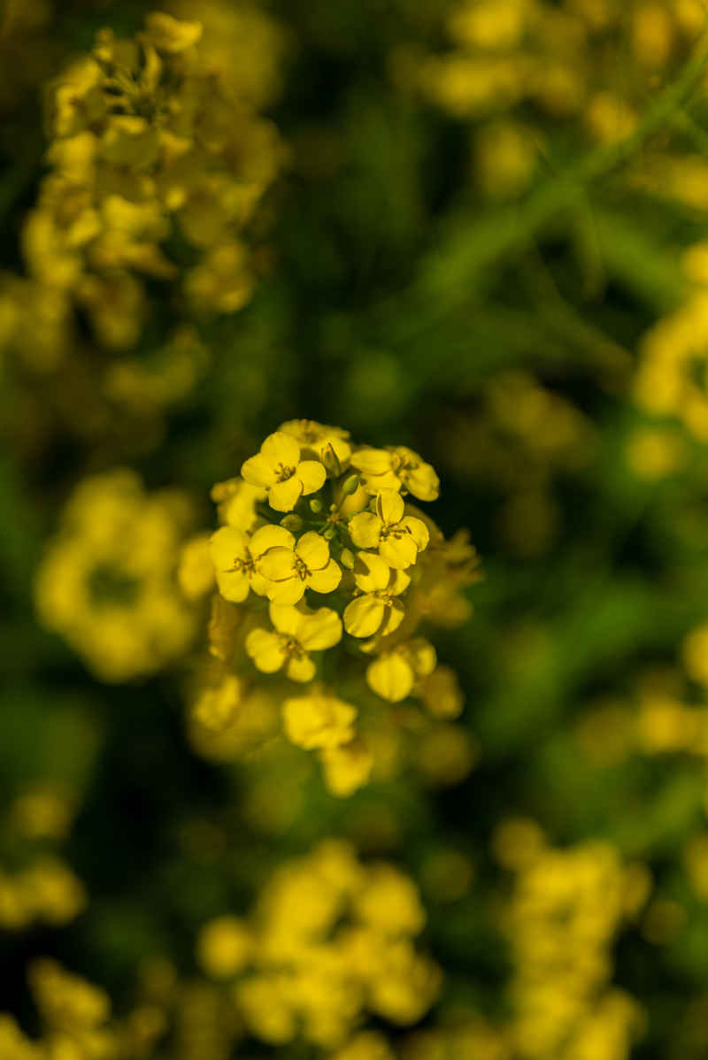 油菜花