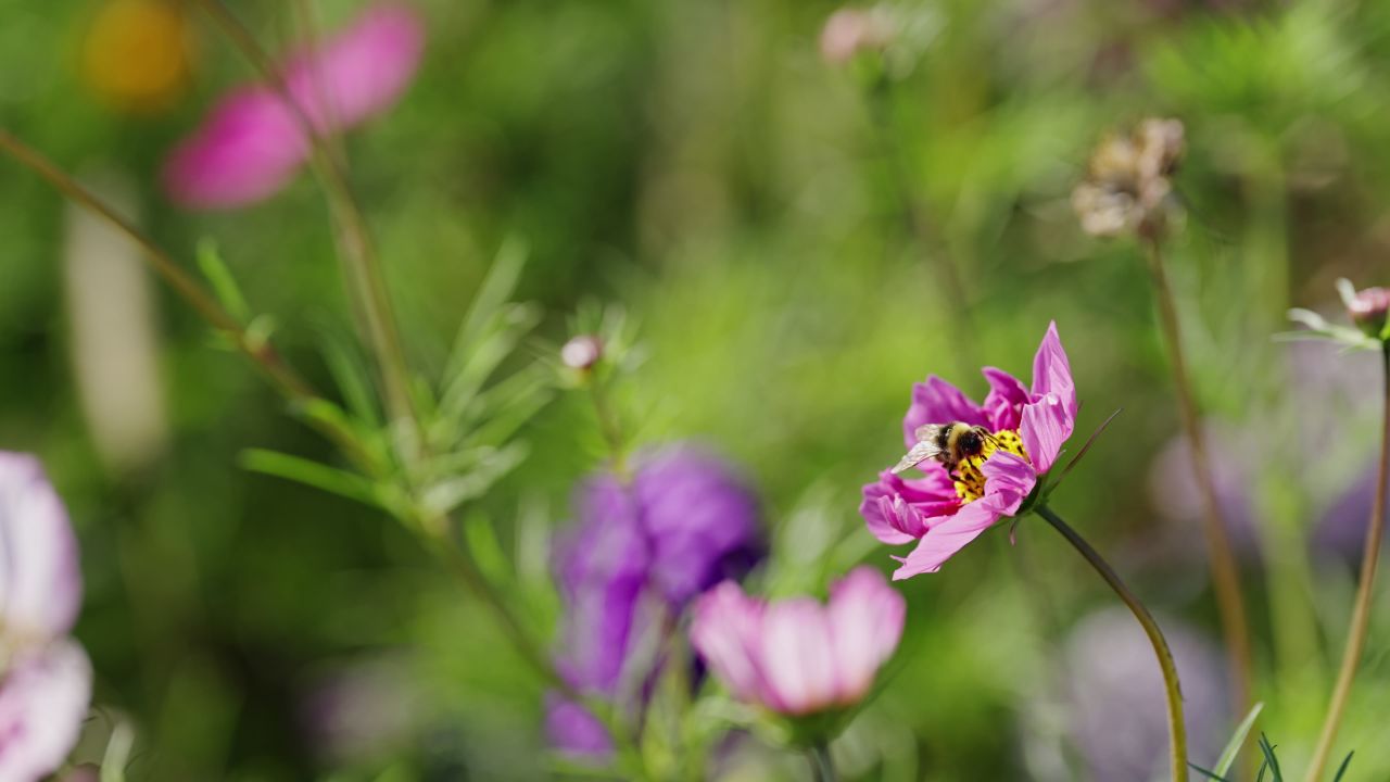 阳光下花丛中花朵上的蜜蜂