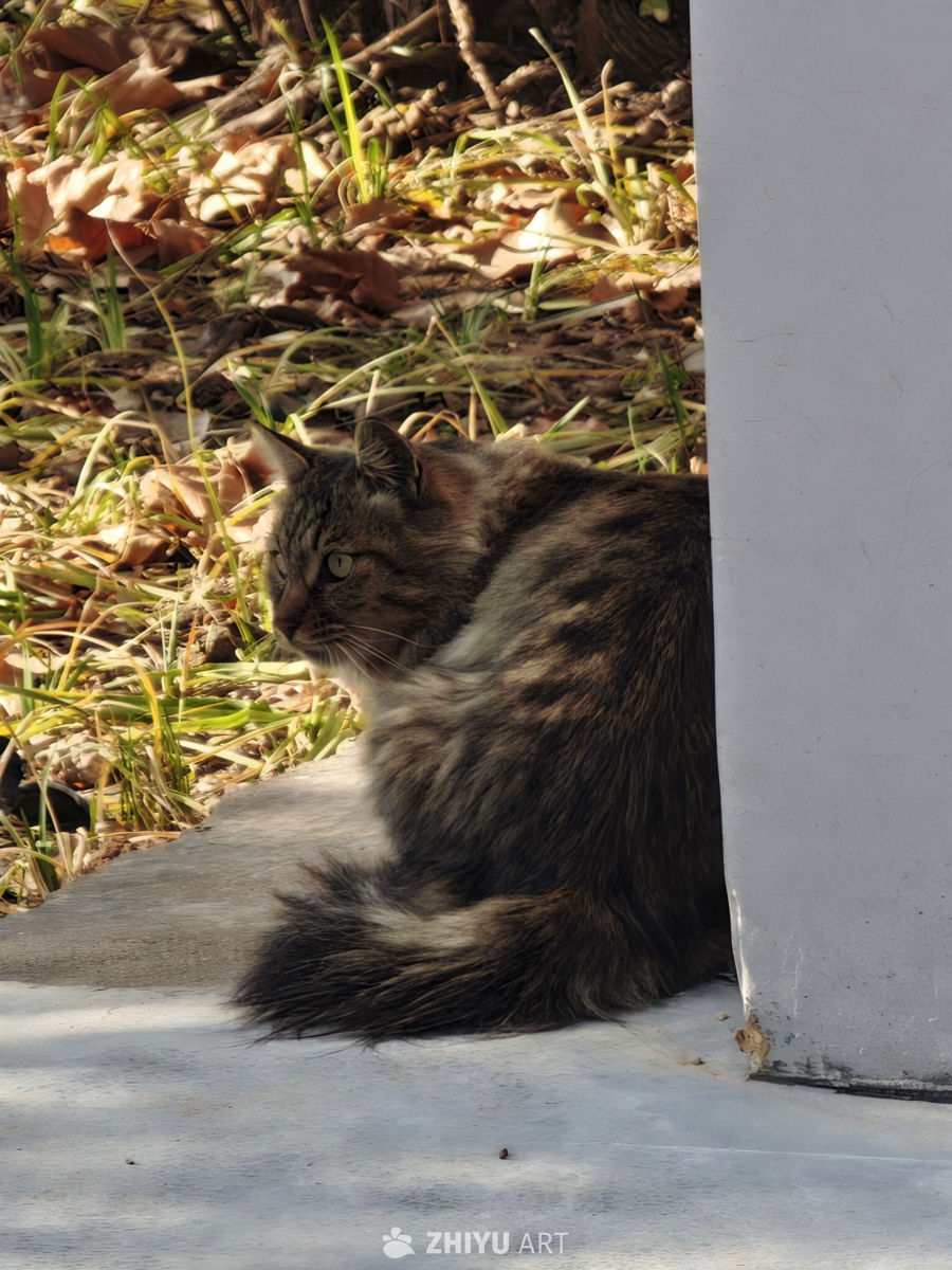秋日猫咪静憩图