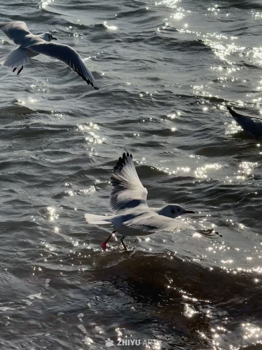 海 6