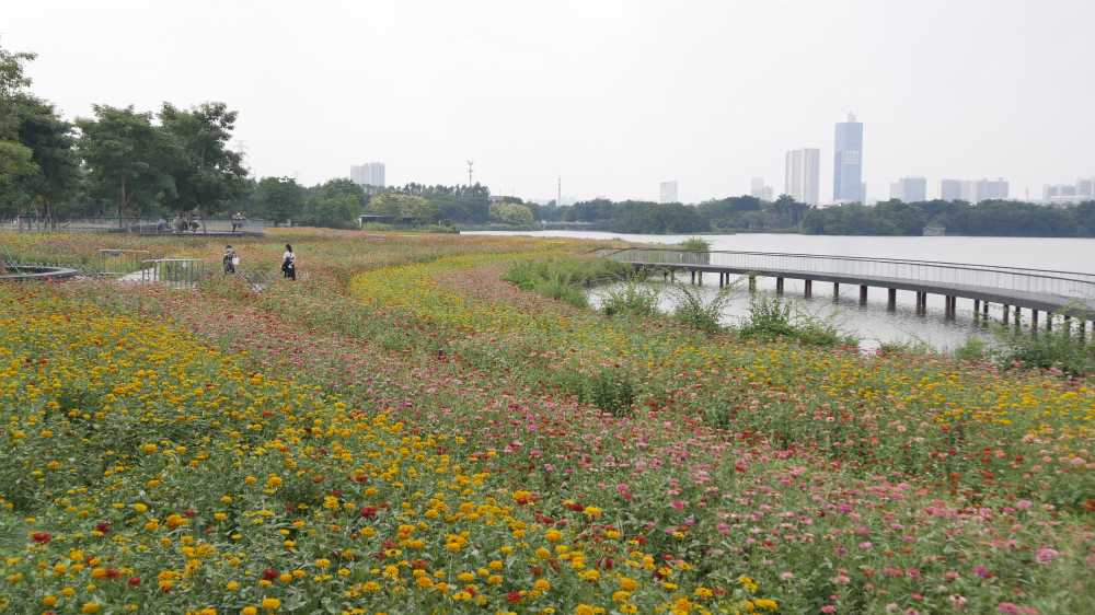百日草花海