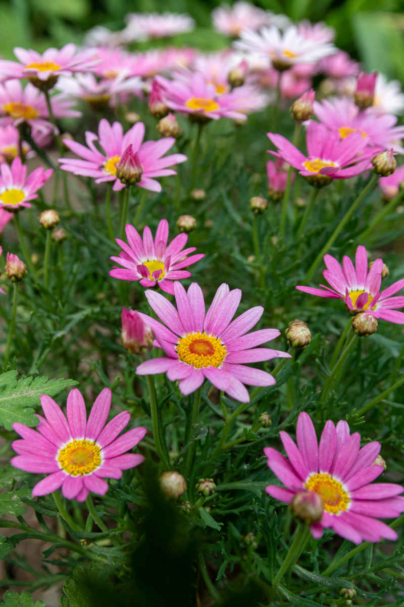 小菊花