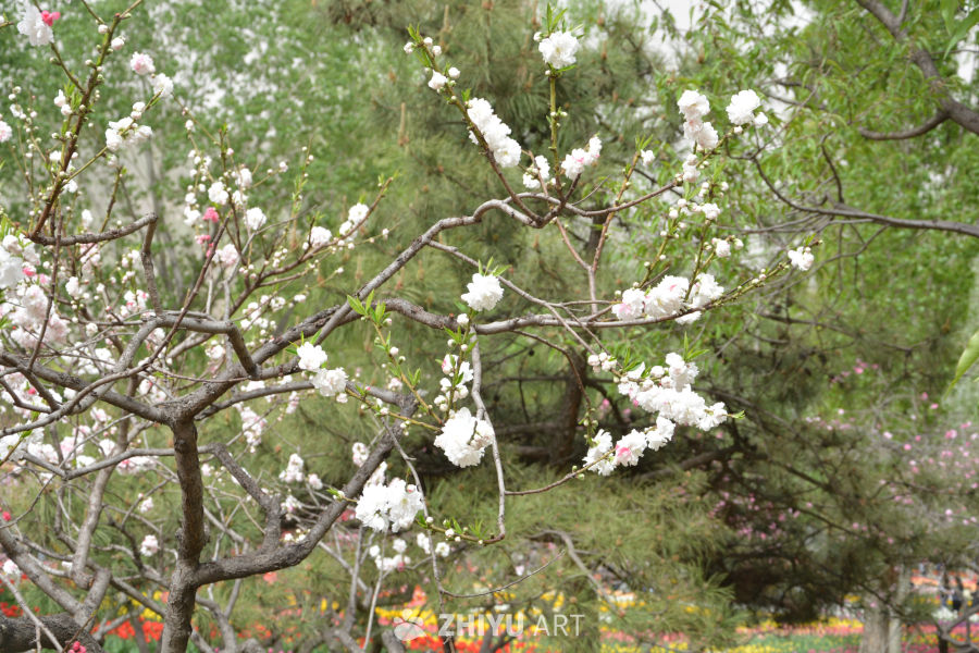 山桃花