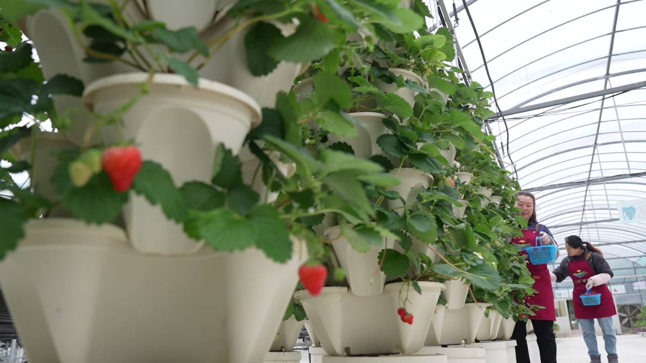 温室草莓 13