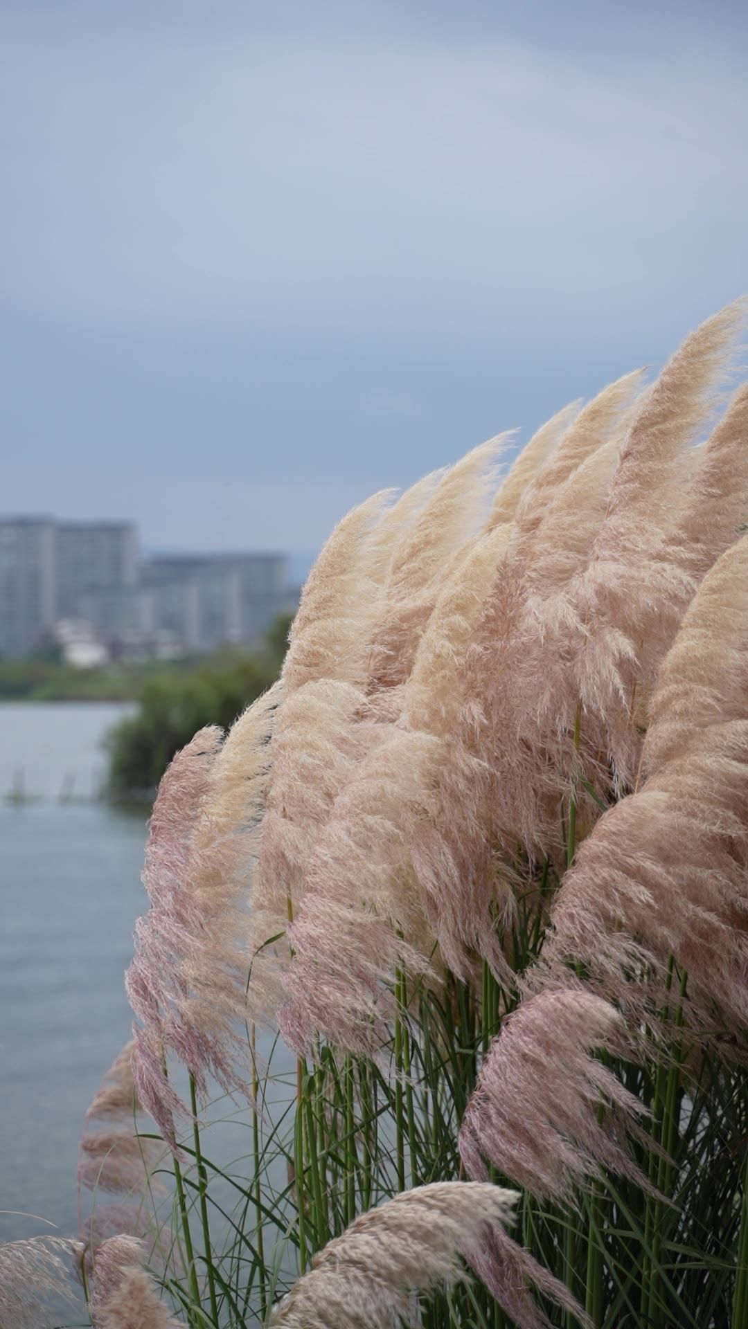 昆明草海湿地