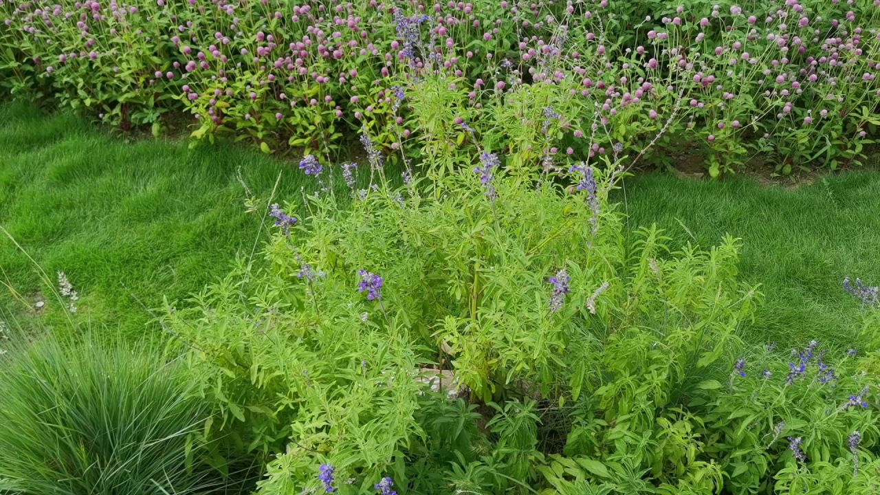 公园花草1