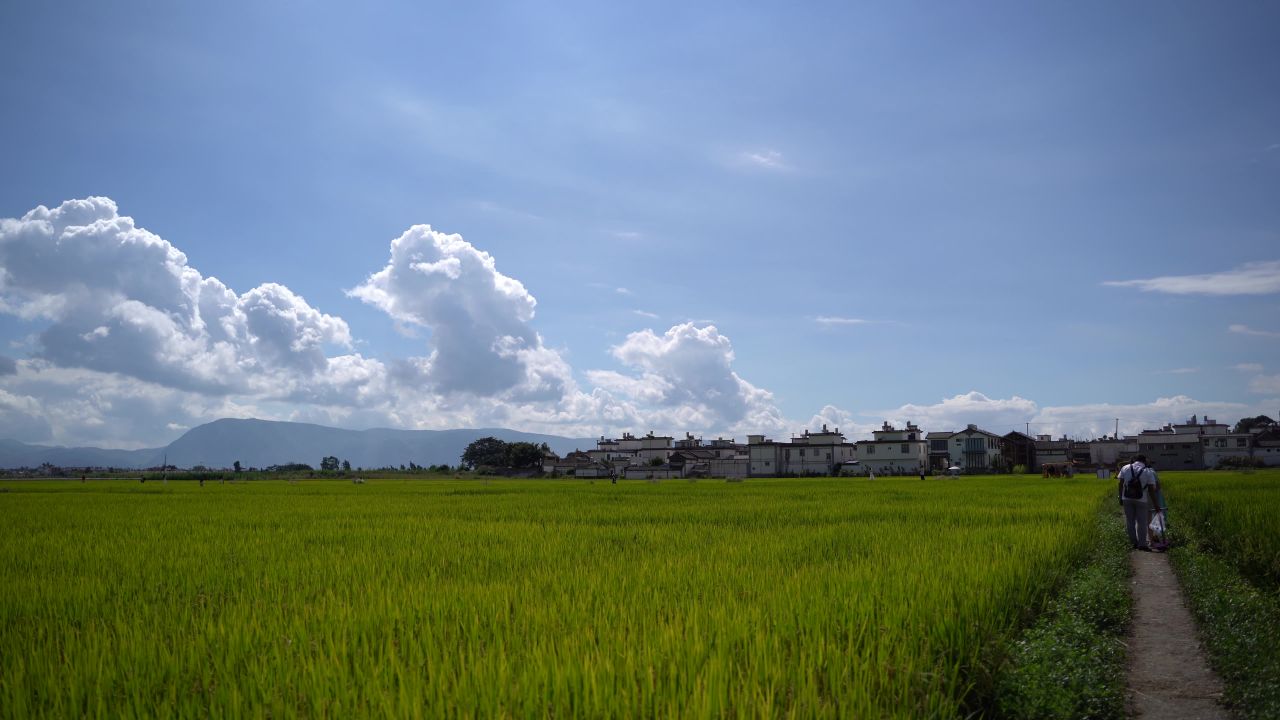 大理喜洲稻田风光