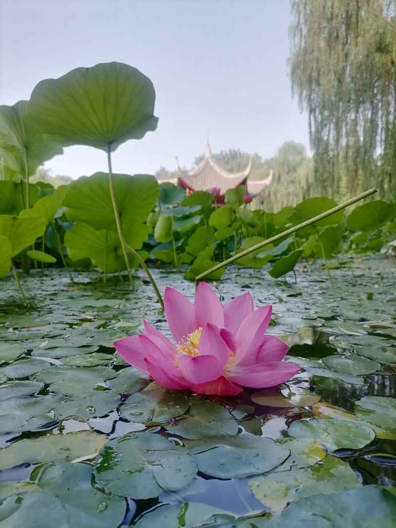 芙蓉刚出水