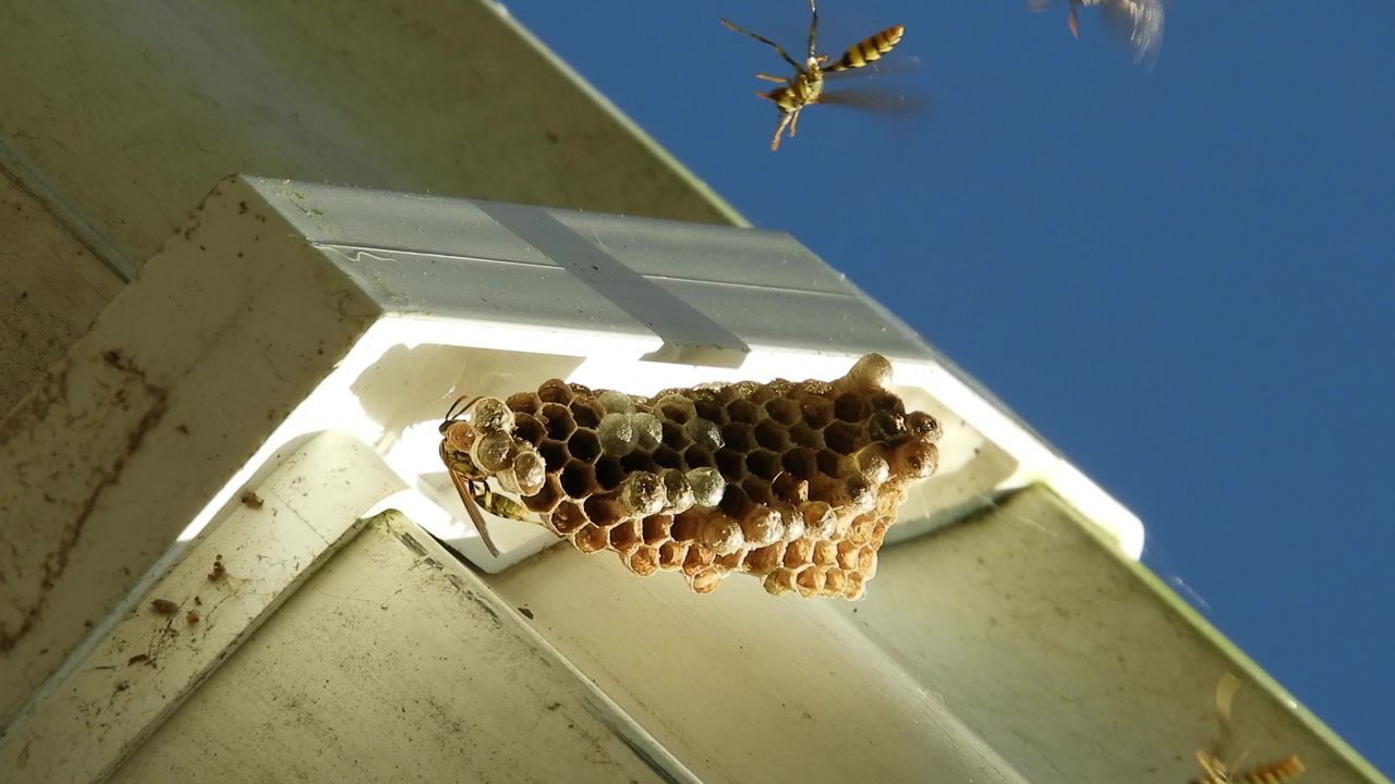 昆虫黄蜂配置单元