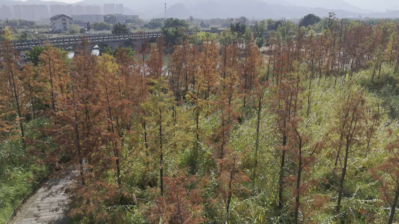 湿地红杉 4