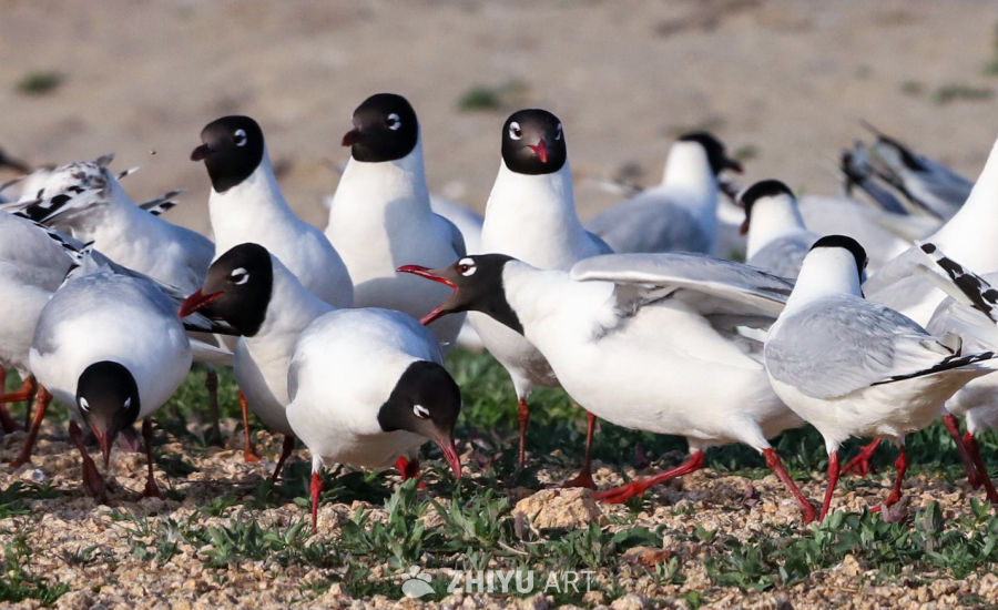 鸥鸟群集海滨