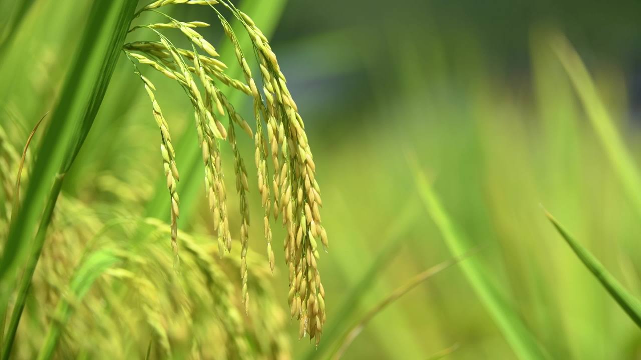 稻谷水稻农业水稻收割粮食丰收乡村振兴